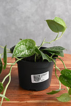 Indoor Plant Scindapsus pictus Scindapsus pictus