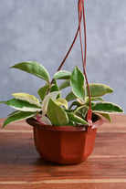 Indoor Plant Small 10-15 cms Hoya Crimson Queen Hoya Crimson Queen