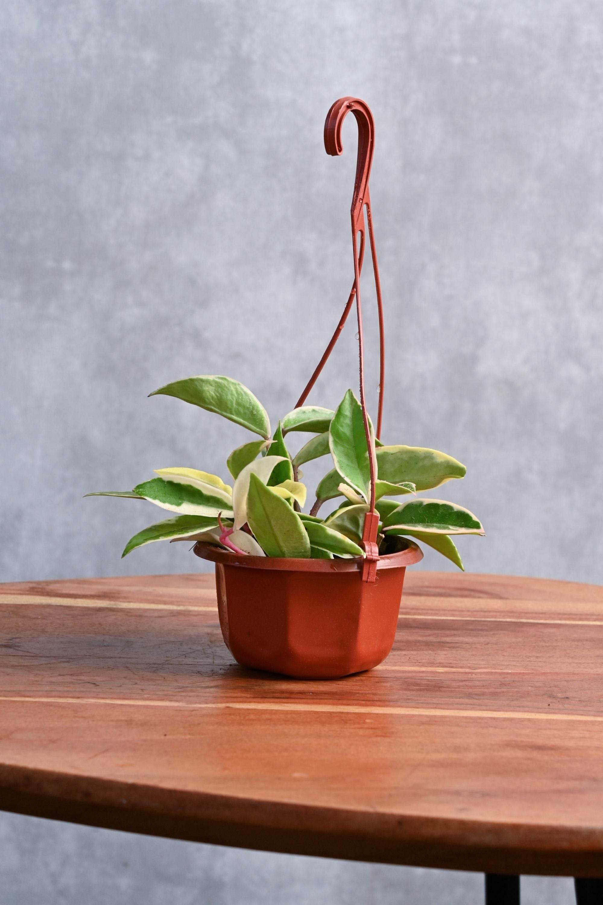 Indoor Plant Small 10-15 cms Hoya Crimson Queen Hoya Crimson Queen