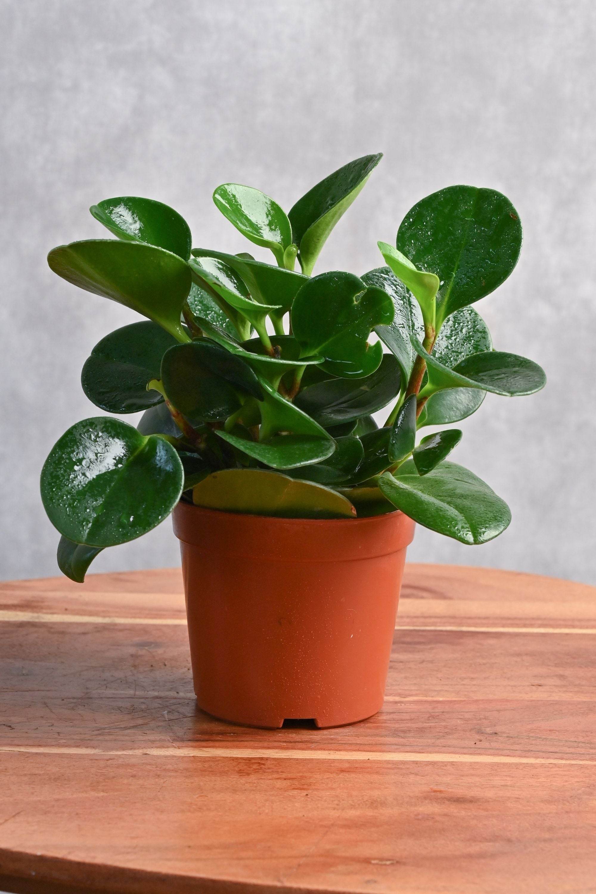 Indoor Plant Small 10-150 cms / Default Plastic Pot Peperomia obtusifolia Peperomia obtusifolia