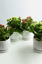 Indoor Plant Small 10-20cms kalanchoe quad bundle kalanchoe quad bundle