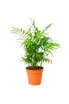 Indoor Plant Small 15-20 cms / Default Plastic Pot Chamaedorea Elegans Chamaedorea Elegans
