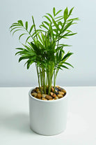 Indoor Plant Small 15-20 cms / White Ceramic Pot Chamaedorea Elegans Chamaedorea Elegans