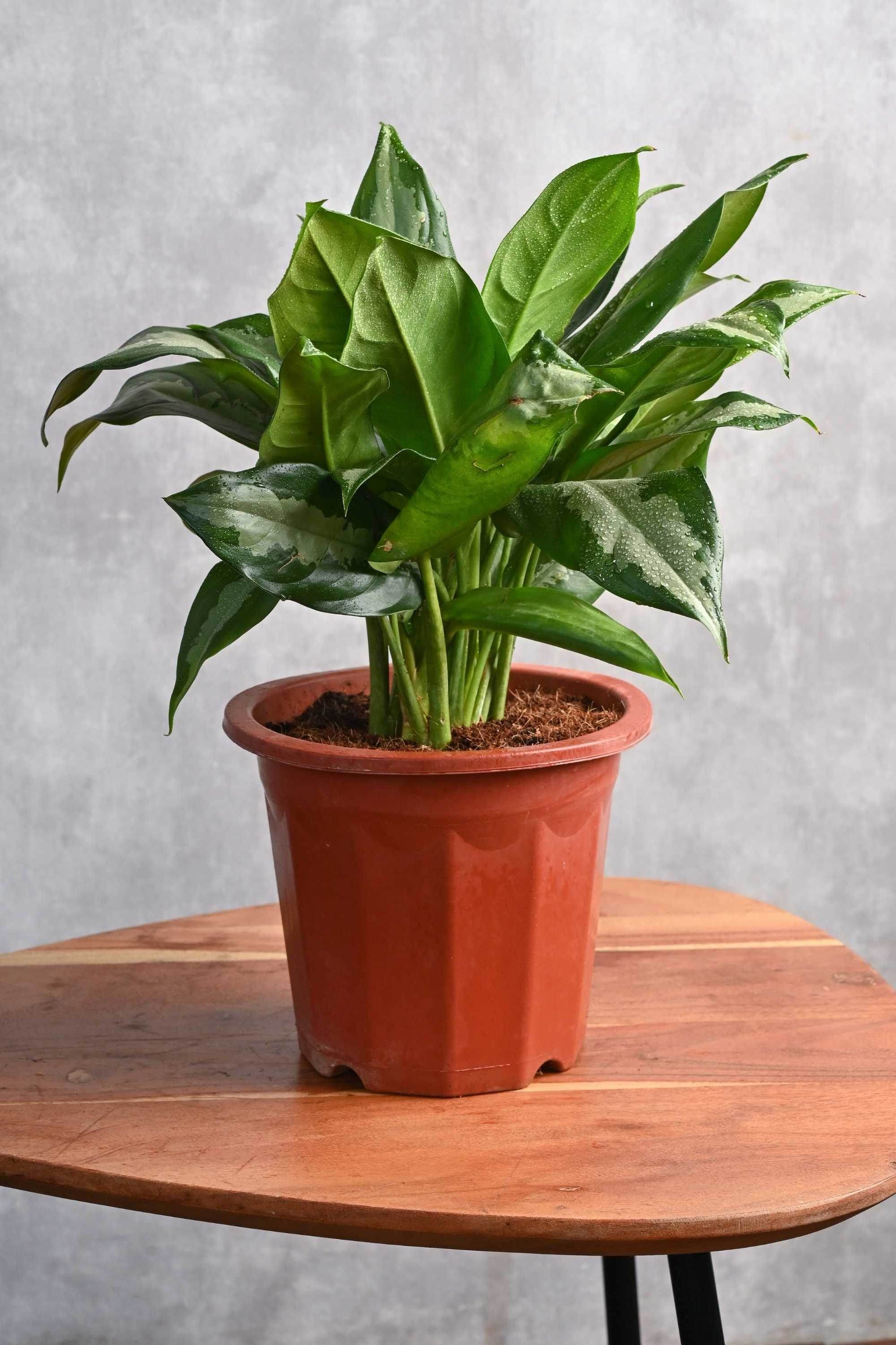 aglaonema stripes Aglaonema 'Stripes' – Adplants