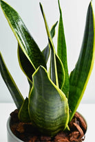 Indoor Plant Small 20-30 cms / Default Plastic Pot Sansevieria trifasciata 'Laurentii' table top Sansevieria trifasciata 'Laurentii' table top
