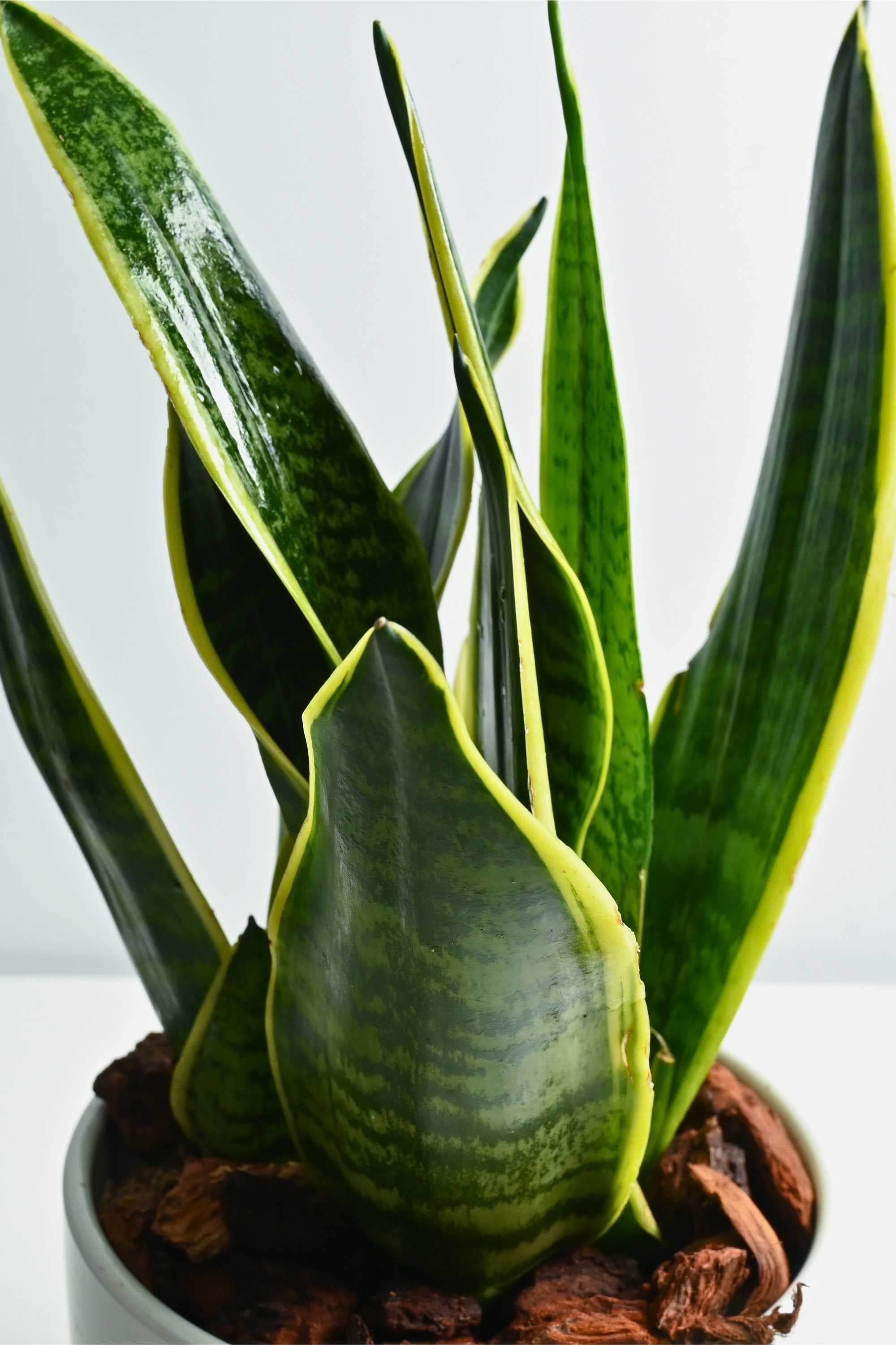Indoor Plant Small 20-30 cms / Default Plastic Pot Sansevieria trifasciata 'Laurentii' table top Sansevieria trifasciata 'Laurentii' table top