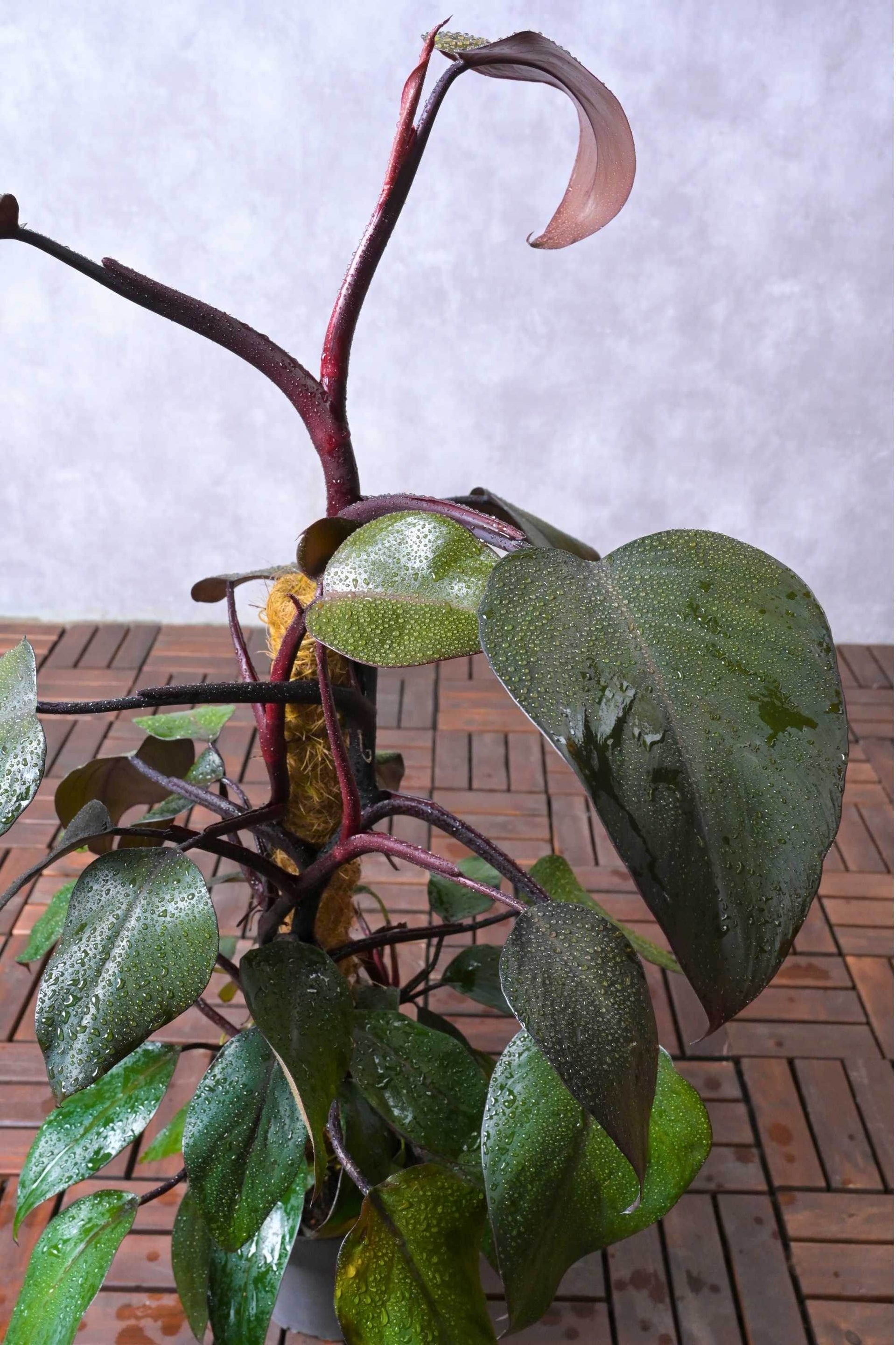 philodendron imperial red for sale Philodendron 'Imperial Red' – Adplants