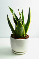 Indoor Plant Small 20-30 cms / White Ceramic Pot Sansevieria trifasciata 'Laurentii' table top Sansevieria trifasciata 'Laurentii' table top