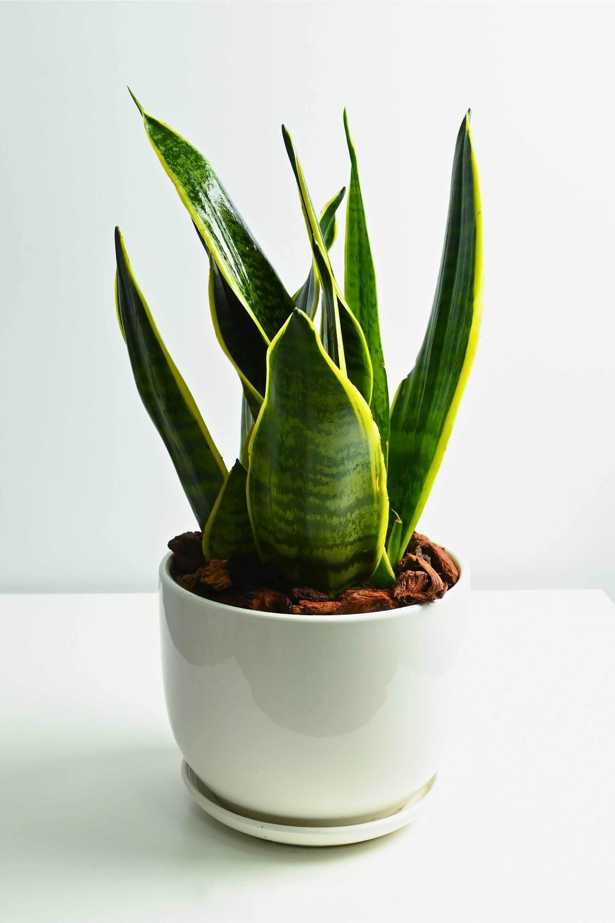 Indoor Plant Small 20-30 cms / White Ceramic Pot Sansevieria trifasciata 'Laurentii' table top Sansevieria trifasciata 'Laurentii' table top