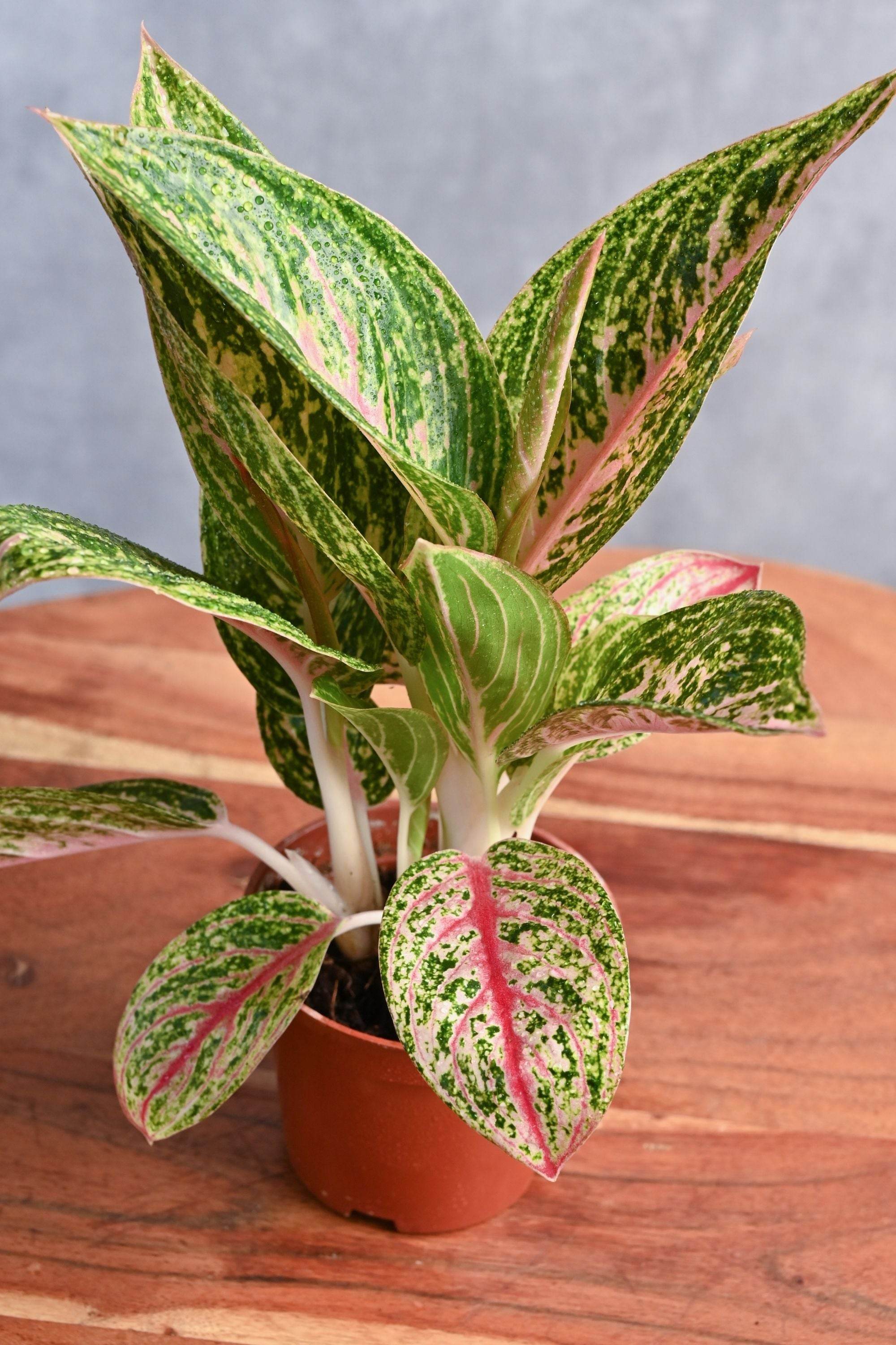 Indoor Plant Small 20 cms / Default Plastic Pot Aglaonema Cocomelon Aglaonema Cocomelon