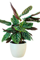 Indoor Plant Small 30-40 cms Calathea ornata Calathea ornata