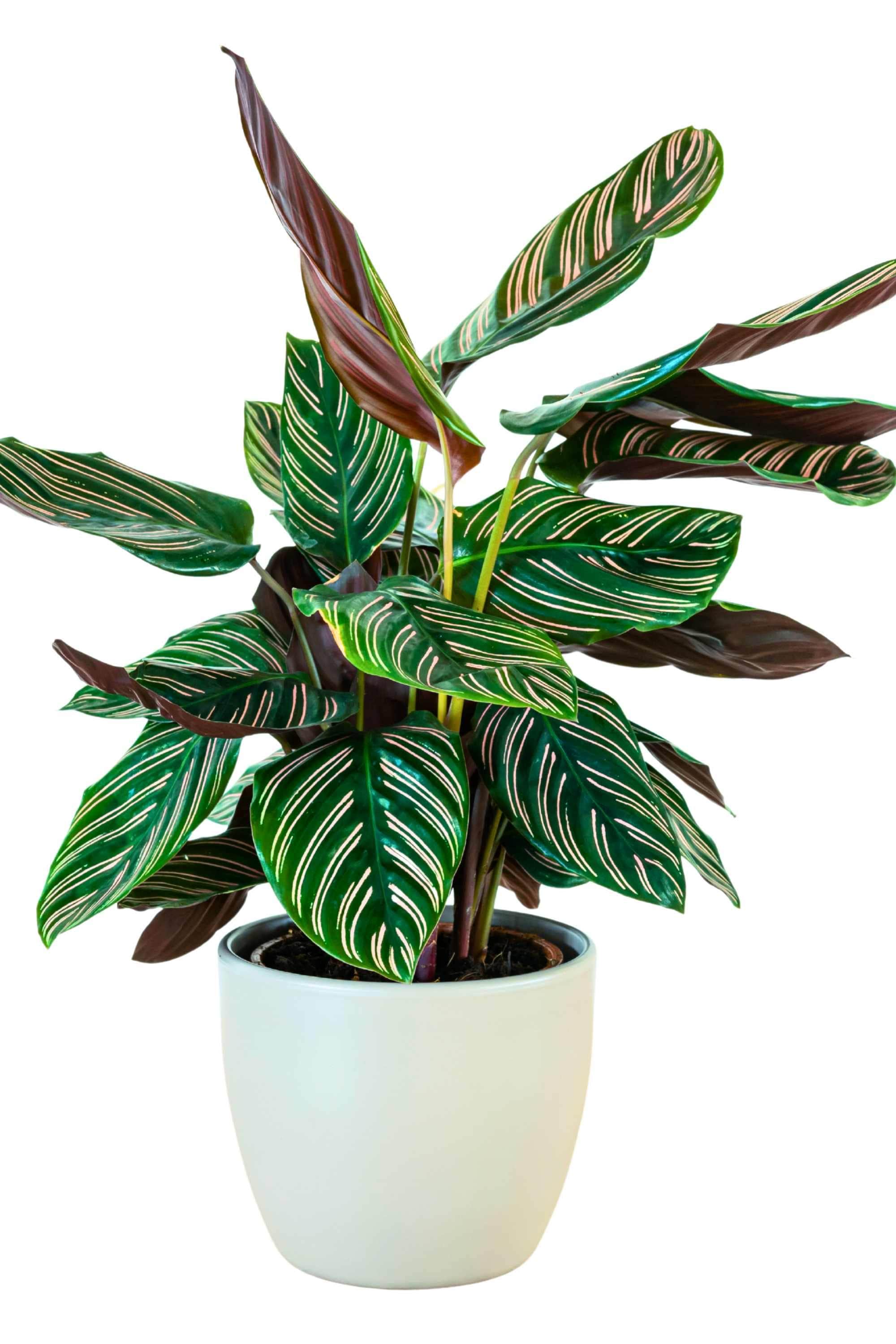 Indoor Plant Small 30-40 cms Calathea ornata Calathea ornata