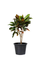 Indoor Plant Small 30-40 cms Codiaeum variegatum ‘Petra’ Codiaeum variegatum ‘Petra’