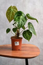 Indoor Plant Small 30-40 cms / Default Plastic Pot Anthurium crystallinum Anthurium crystallinum