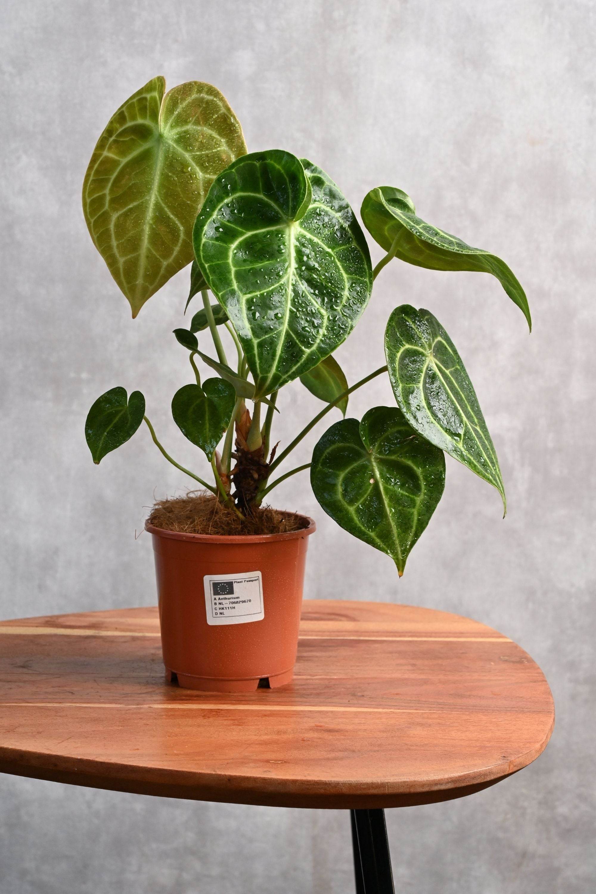 Indoor Plant Small 30-40 cms / Default Plastic Pot Anthurium crystallinum Anthurium crystallinum