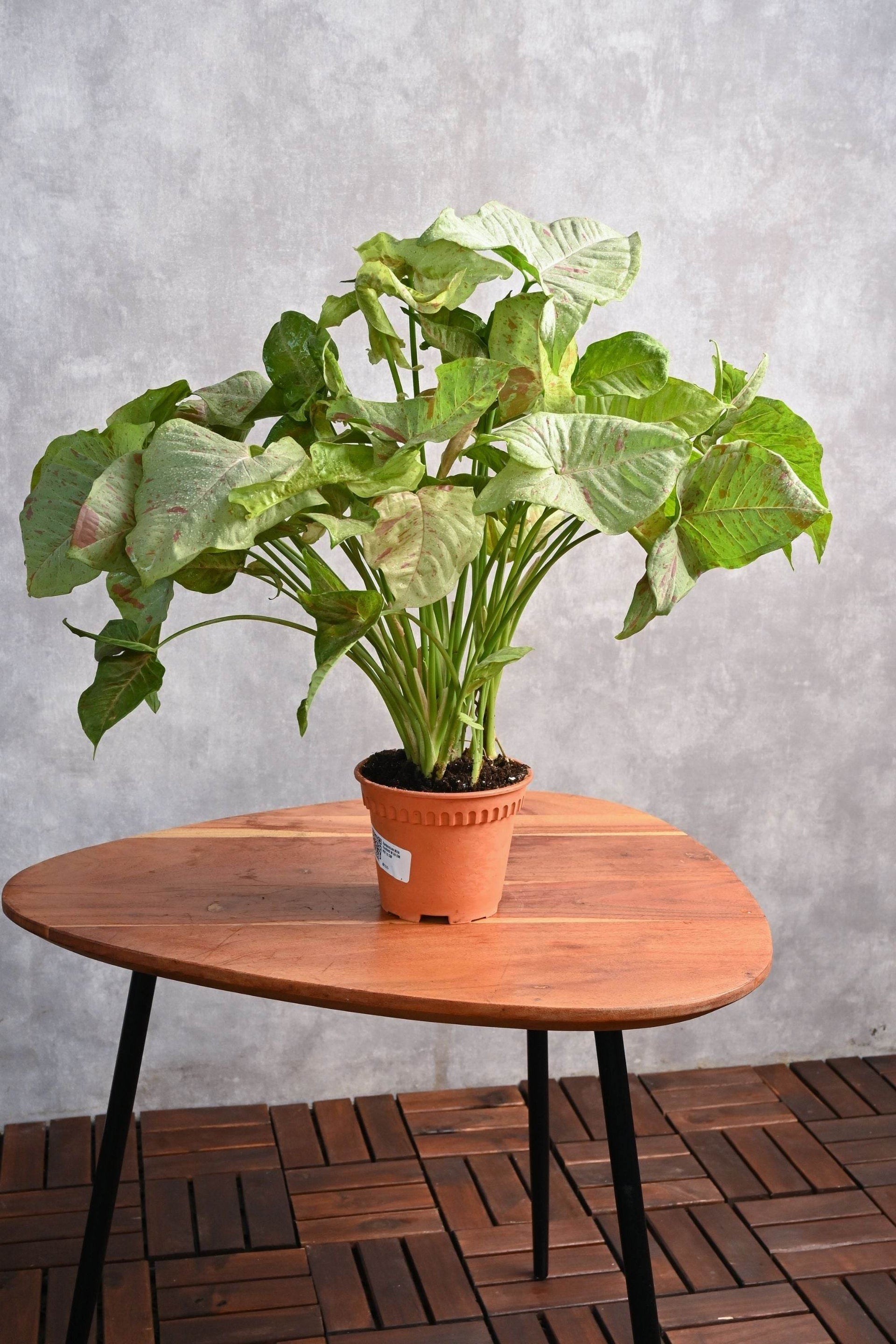 is milk good for indoor plants Syngonium Milk Confetti – Adplants