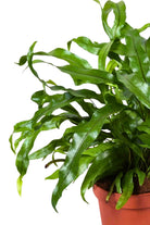 Indoor Plant Small  30-40 cms Microsorum diversifolium Microsorum diversifolium