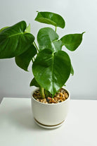 Indoor Plant Small 30-40 cms / White Ceramic Pot Philodendron hederaceum Philodendron hederaceum