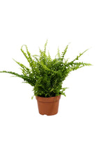 Indoor Plant Small 30-40cms Nephrolepis exaltata Nephrolepis exaltata
