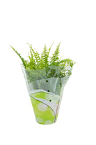 Indoor Plant Small 30-40cms Nephrolepis exaltata Nephrolepis exaltata