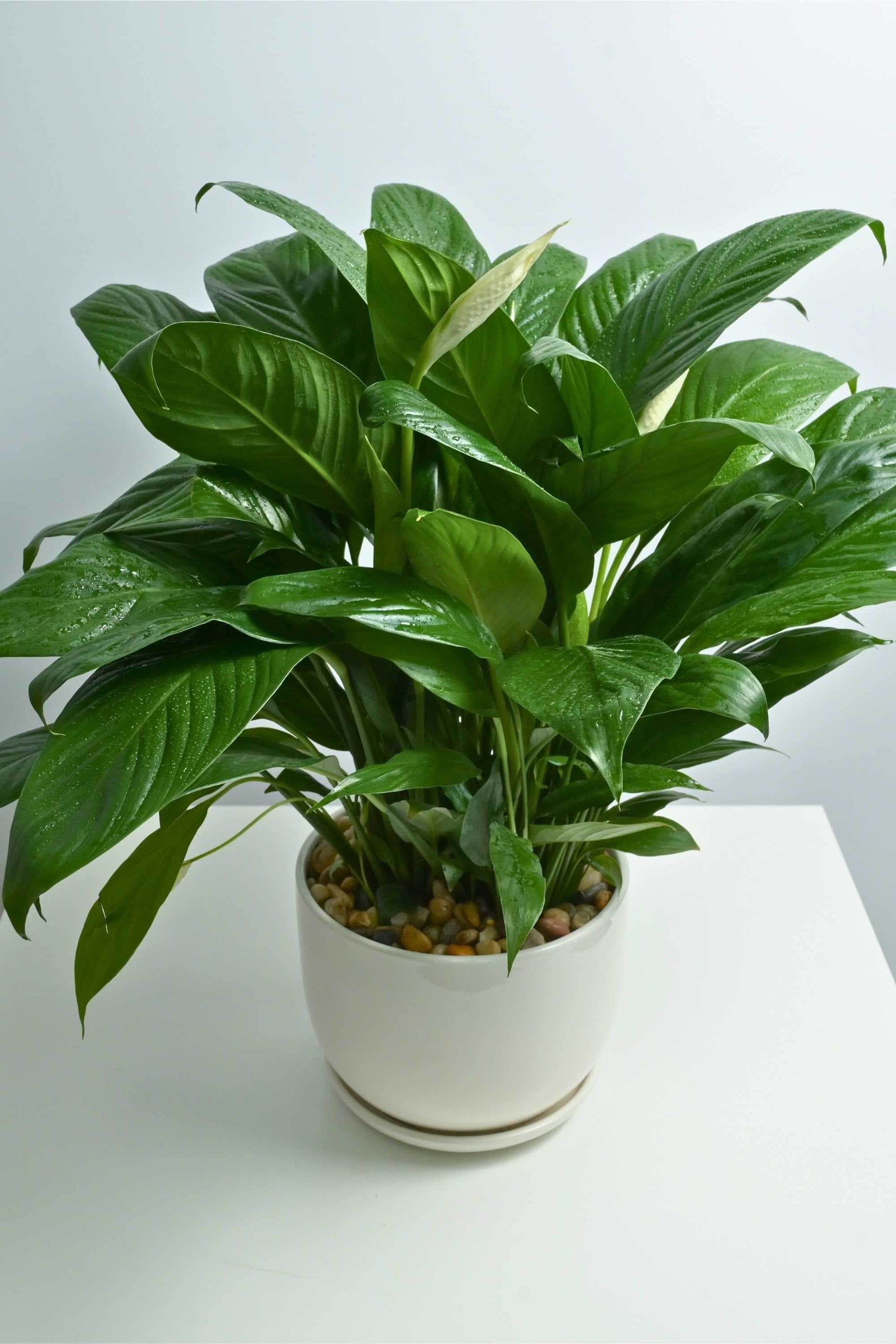 pot for peace lily Peace Lily large – Adplants