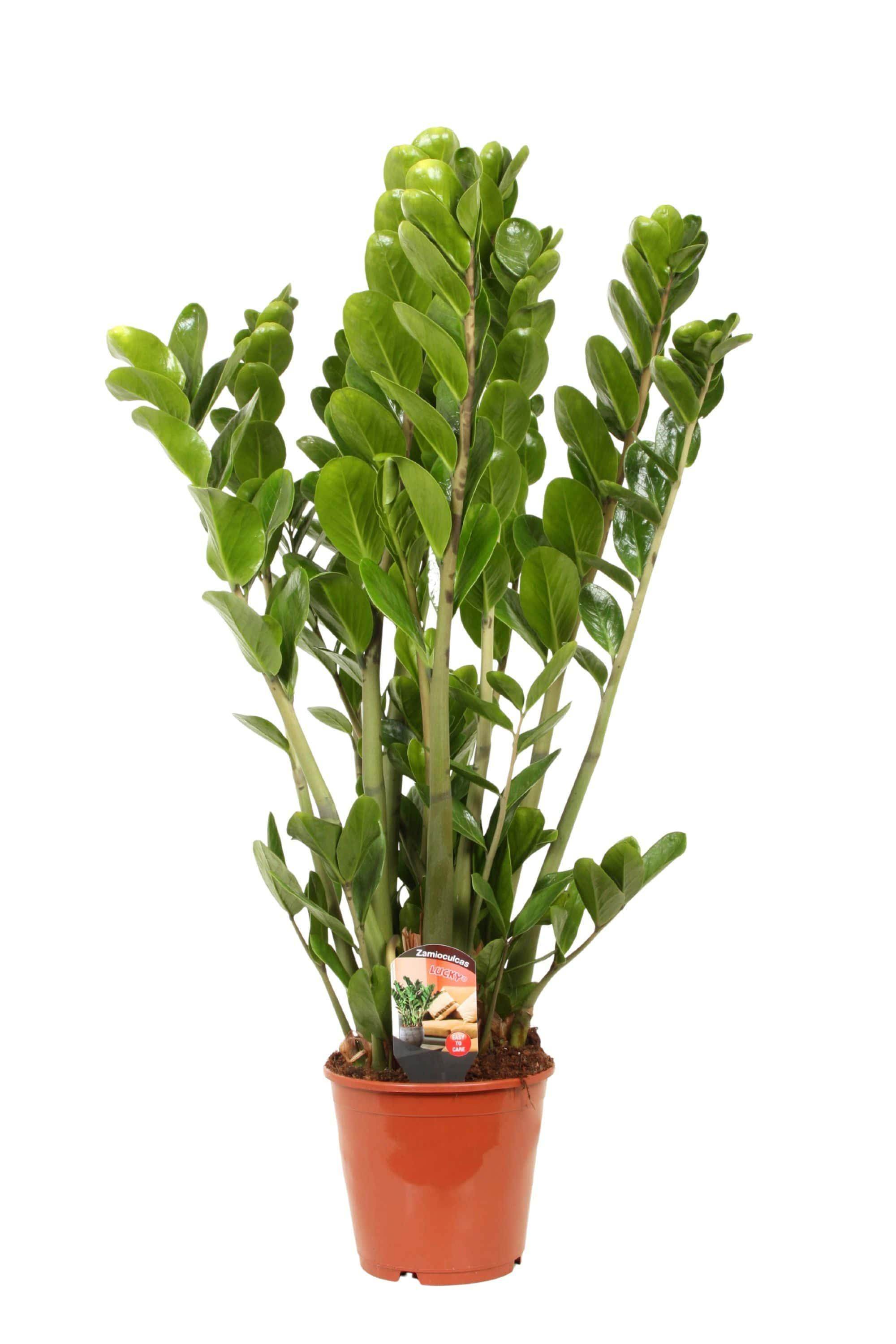 Indoor Plant Small 45 cms Zamioculcas zamiifolia Zamioculcas zamiifolia