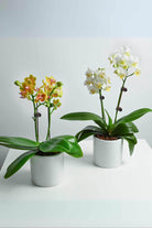 Indoor Plant Small Beginner Set - Phalaenopsis Dwarf Double Stem Beginner Set - Phalaenopsis Dwarf Double Stem