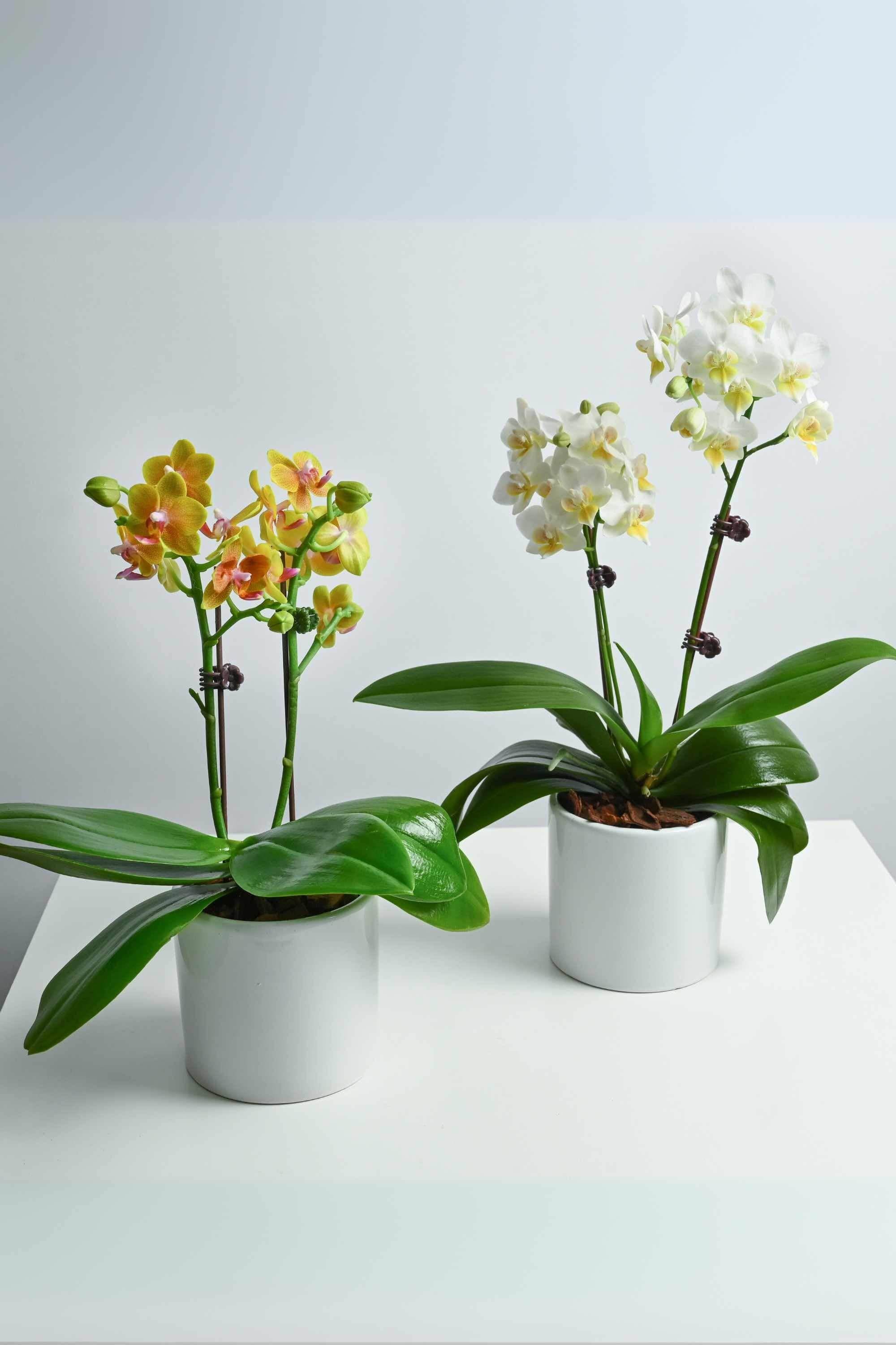 Indoor Plant Small Beginner Set - Phalaenopsis Dwarf Double Stem Beginner Set - Phalaenopsis Dwarf Double Stem