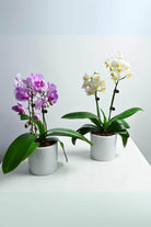 Indoor Plant Small Beginner Set - Phalaenopsis Dwarf Double Stem Beginner Set - Phalaenopsis Dwarf Double Stem