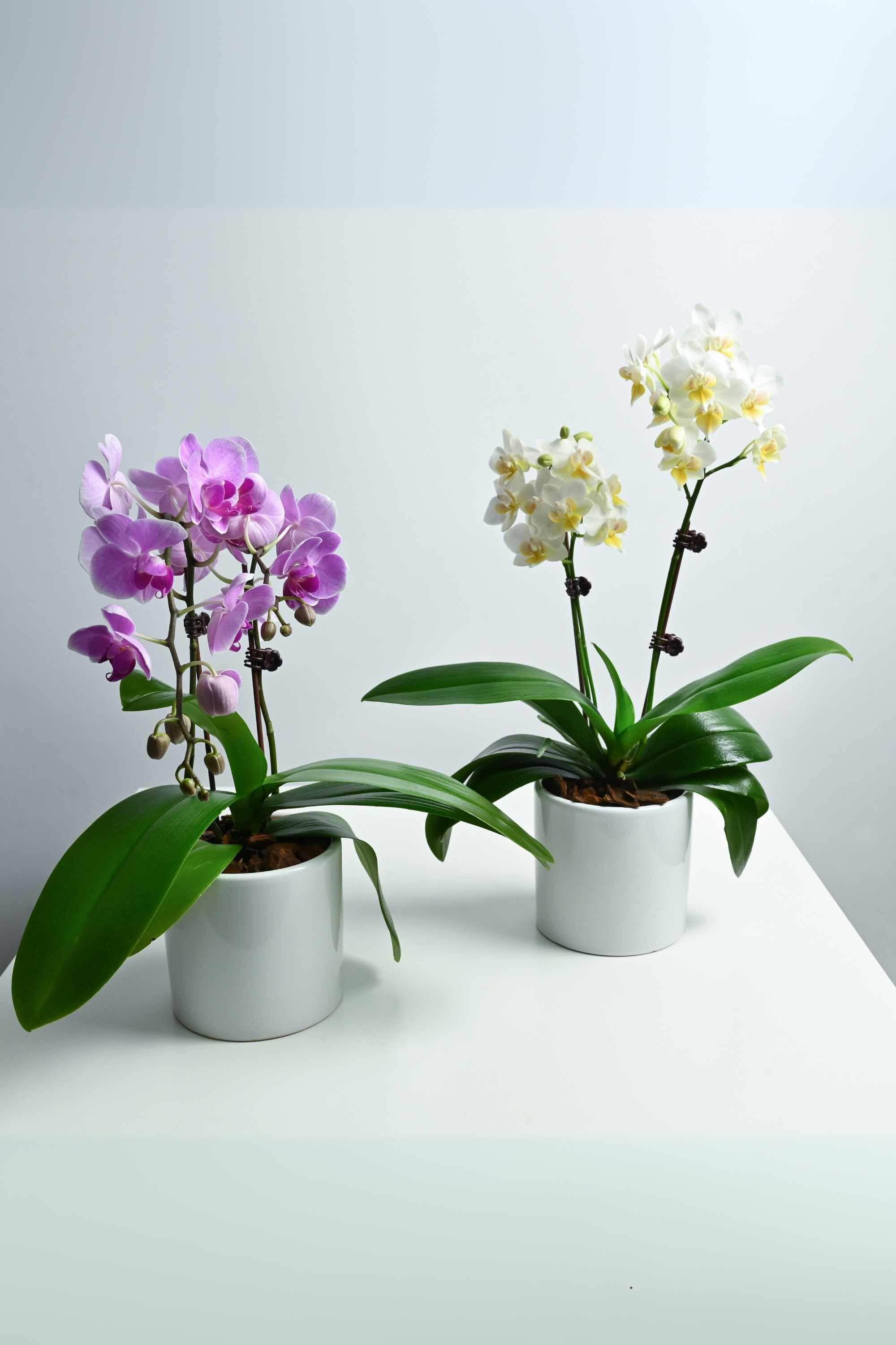 Indoor Plant Small Beginner Set - Phalaenopsis Dwarf Double Stem Beginner Set - Phalaenopsis Dwarf Double Stem