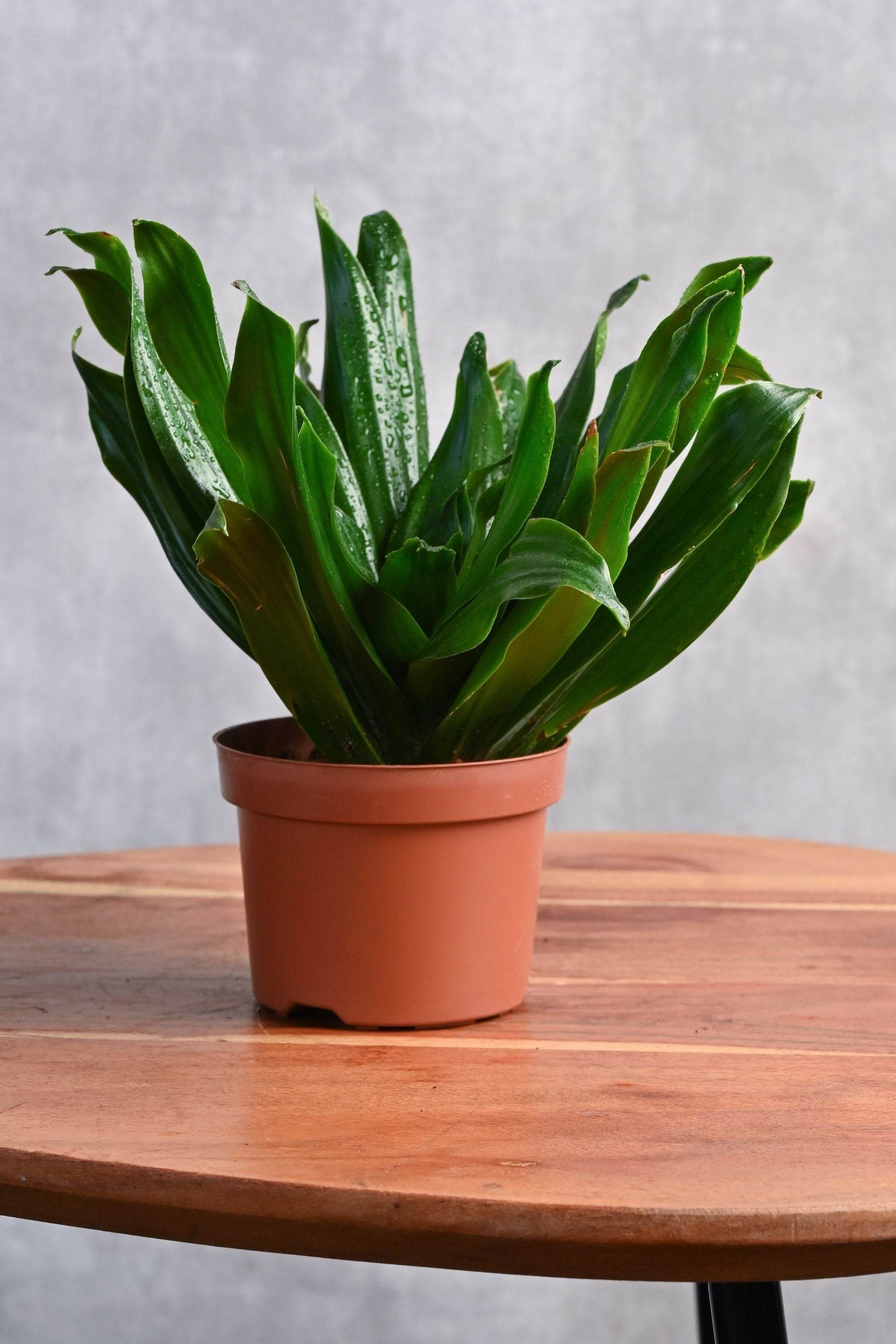Dracaena deremensis 'Compacta' – Adplants