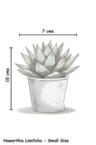 Indoor Plant Small Haworthia Limifolia Haworthia Limifolia
