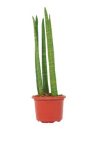 Indoor Plant Small Sansevieria cylindrica Sansevieria cylindrica