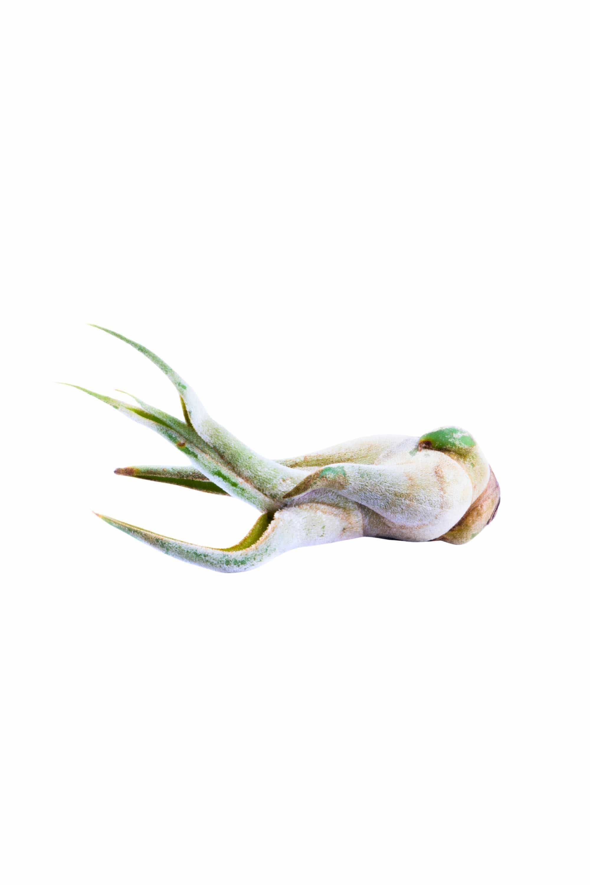 Indoor Plant Small Tillandsia spp Tillandsia spp
