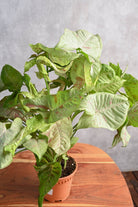Indoor Plant Syngonium Milk Confetti Syngonium Milk Confetti