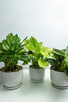 Indoor Plant Table top trio combo Table top trio combo