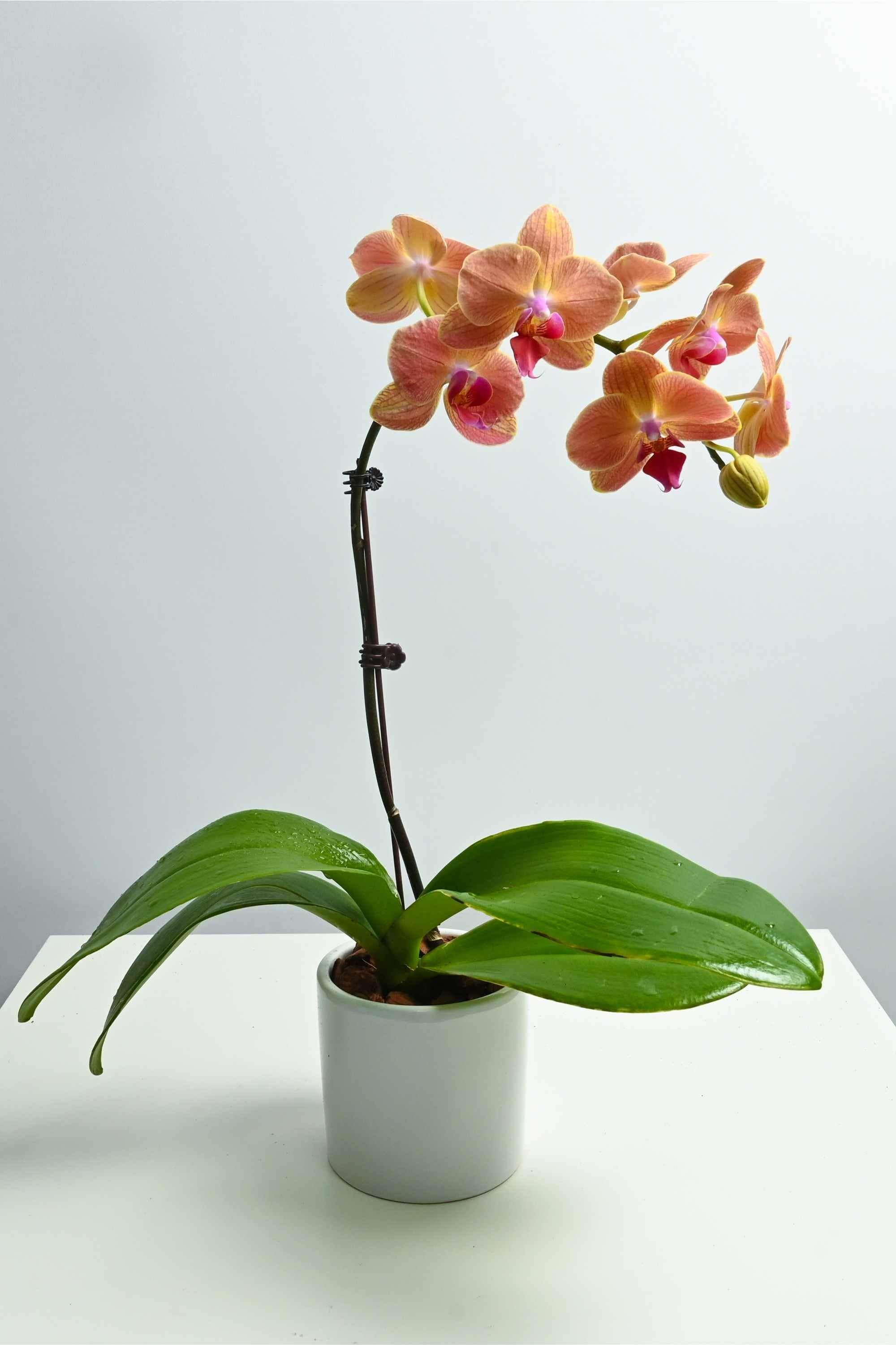 Indoor Plant Tangerine Phalaenopsis Dwarf - Single Stem Phalaenopsis Dwarf - Single Stem