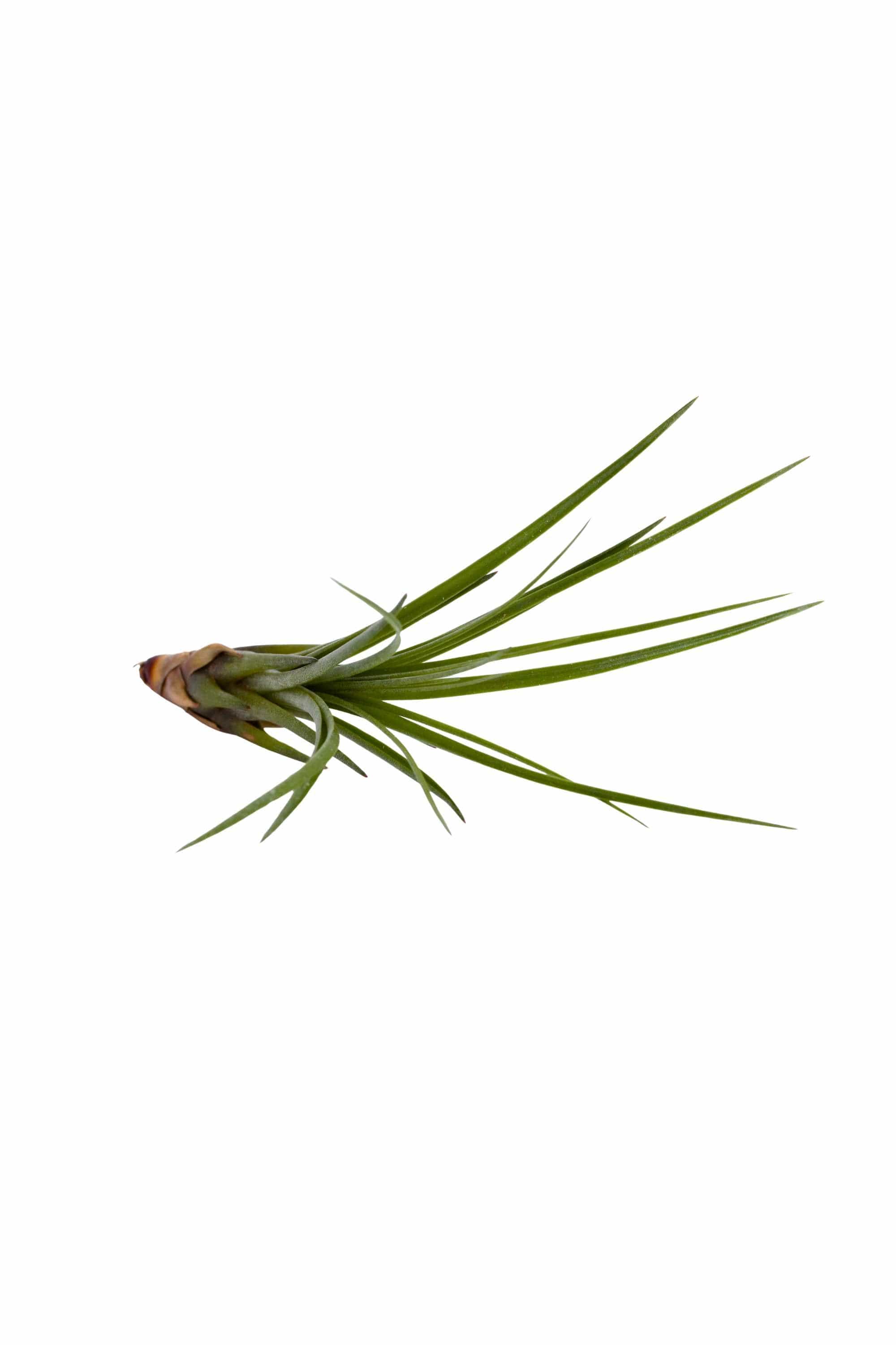 Indoor Plant Tillandsia spp Tillandsia spp