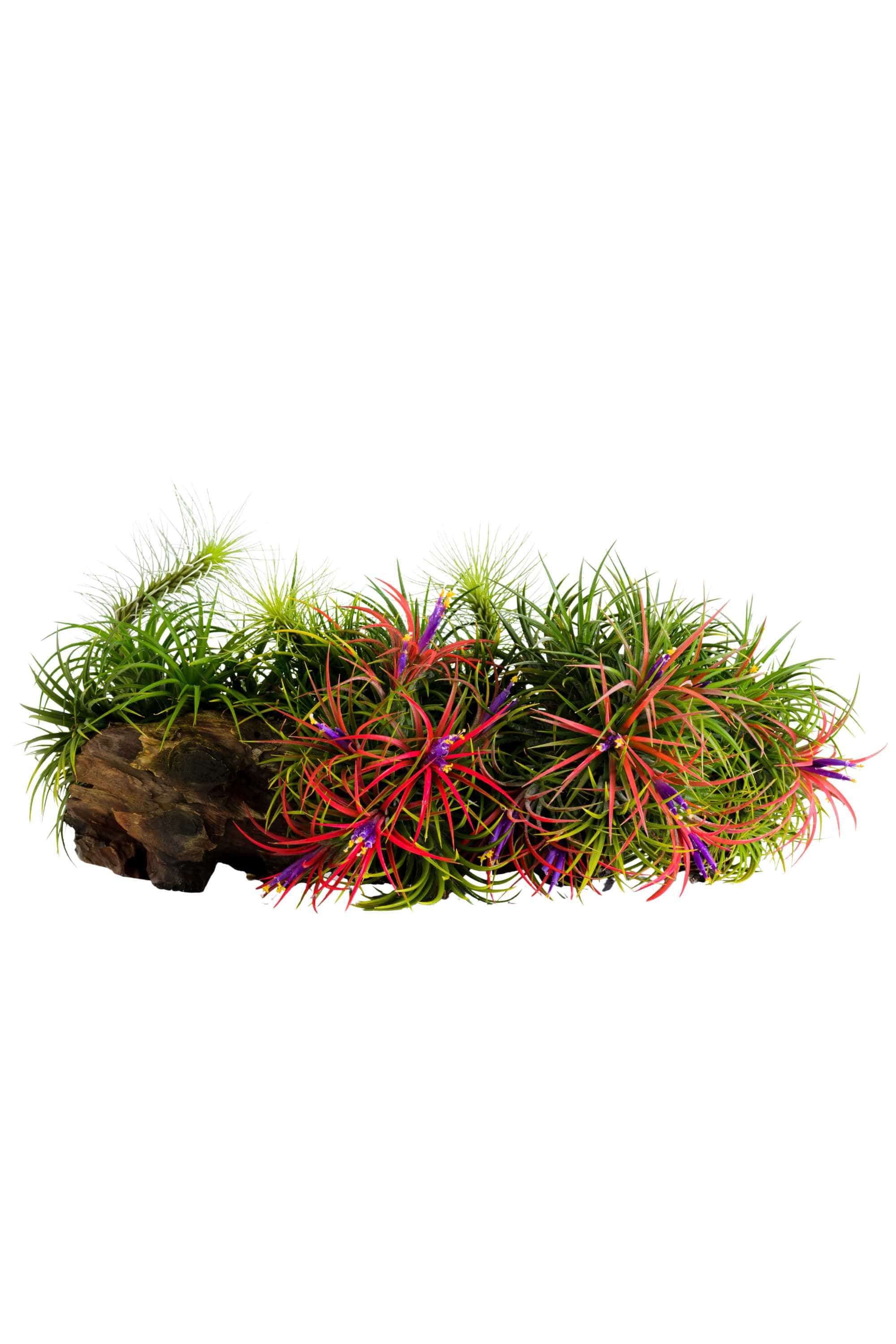 Indoor Plant Tillandsia spp Tillandsia spp