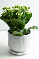 Indoor Plant White Ceramic Kalanchoe blossfeldiana 'White' Kalanchoe blossfeldiana 'White'