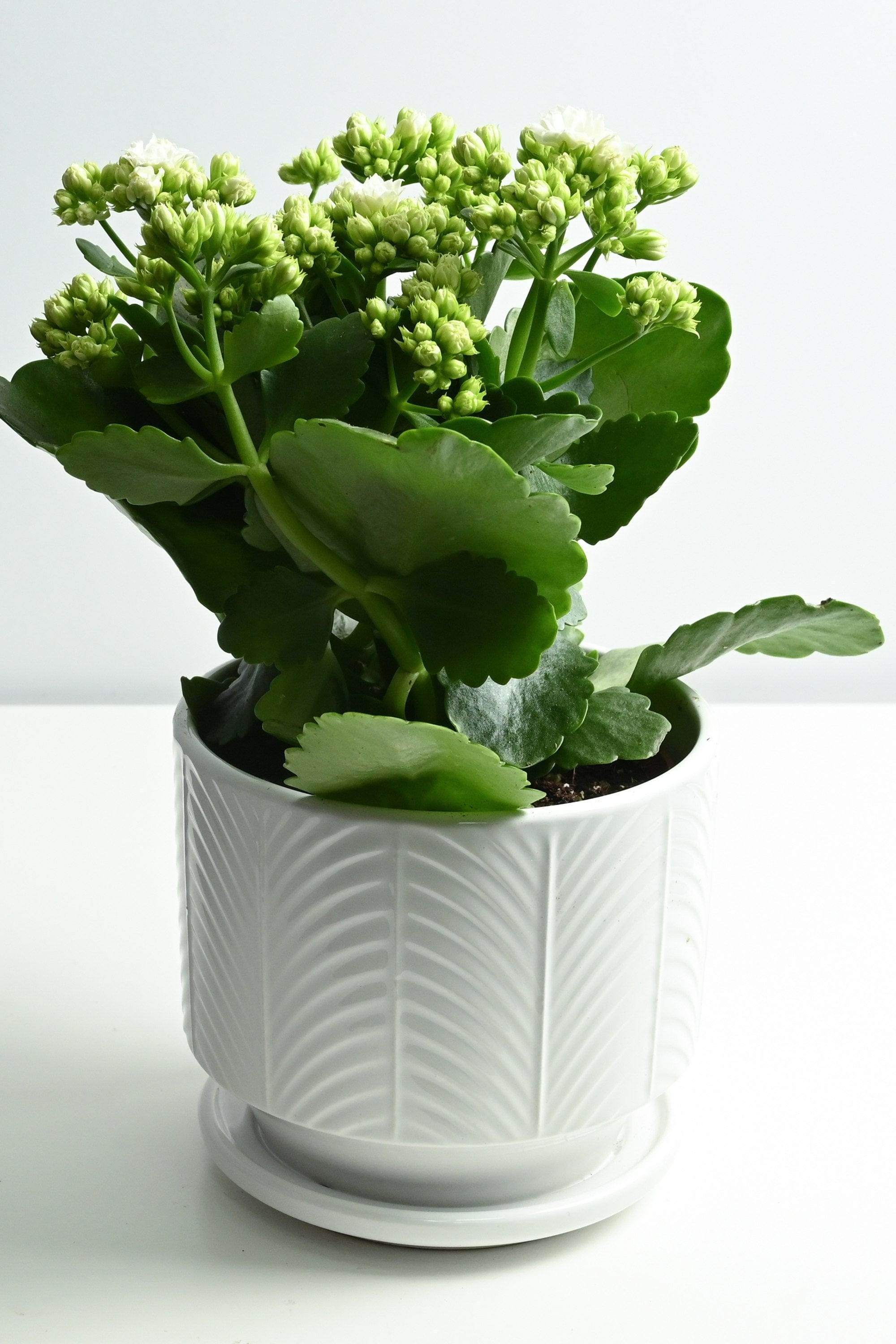 Indoor Plant White Ceramic Kalanchoe blossfeldiana 'White' Kalanchoe blossfeldiana 'White'