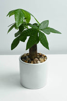 Indoor Plant White Ceramic Pot / 15-20 cms Pachira aquatica Pachira aquatica