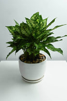 Indoor Plant White Ceramic Pot Aglaonema costatum Aglaonema costatum