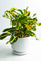 Indoor Plant White Ceramic Pot Codiaeum Variegatum 'Banana' Codiaeum Variegatum 'Banana'