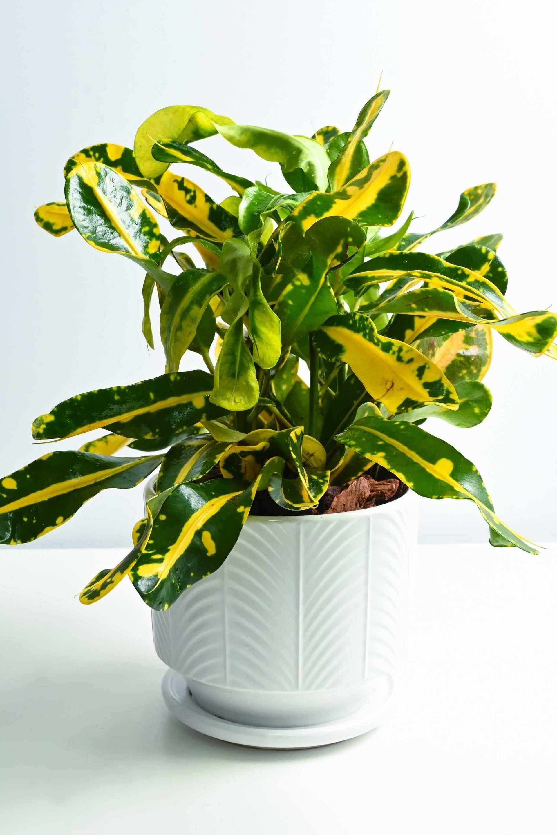 codiaeum indoor plant care Codiaeum Variegatum 'Banana' – Adplants