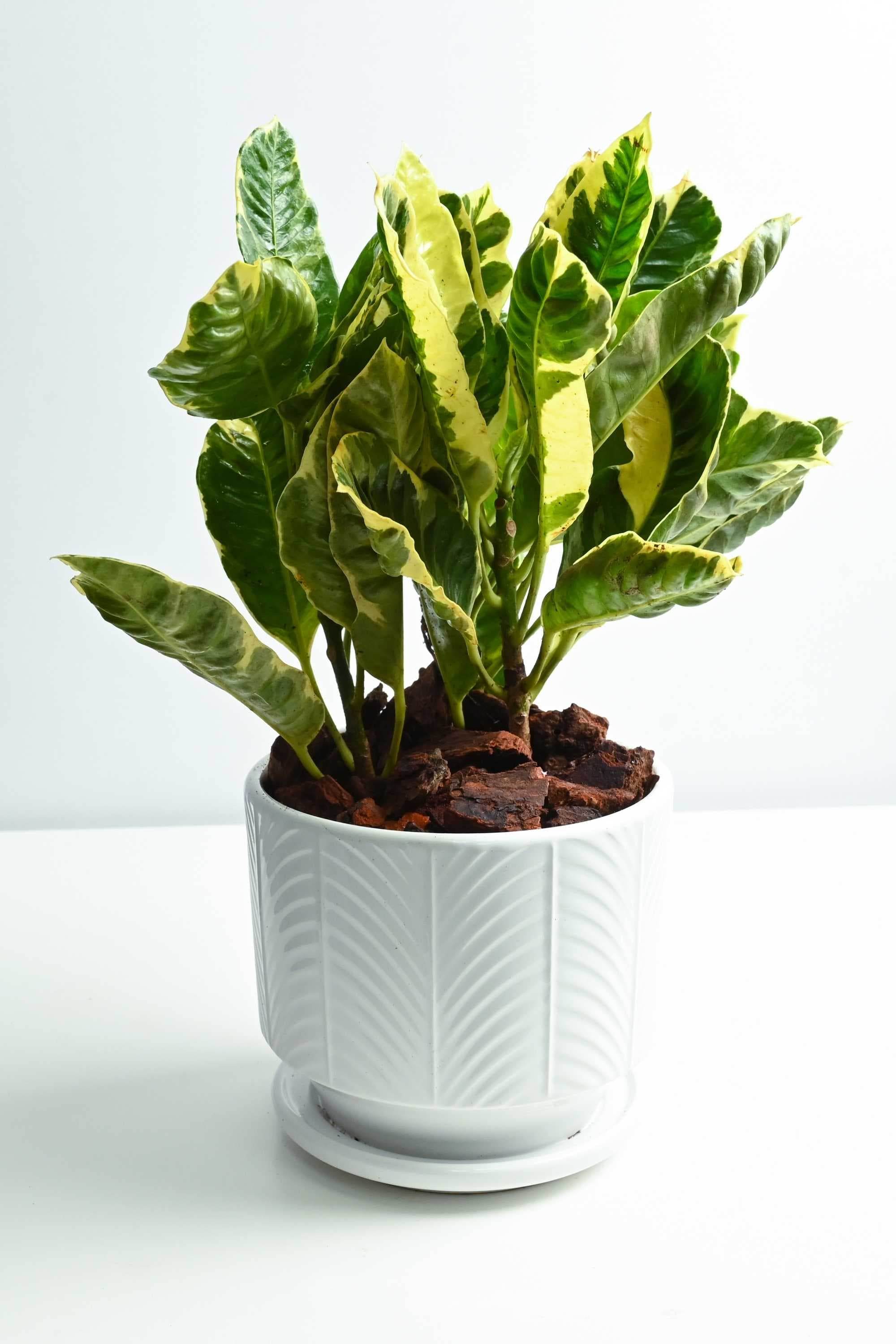 Indoor Plant White Ceramic Pot Codiaeum variegatum 'Tamara' Codiaeum variegatum 'Tamara'