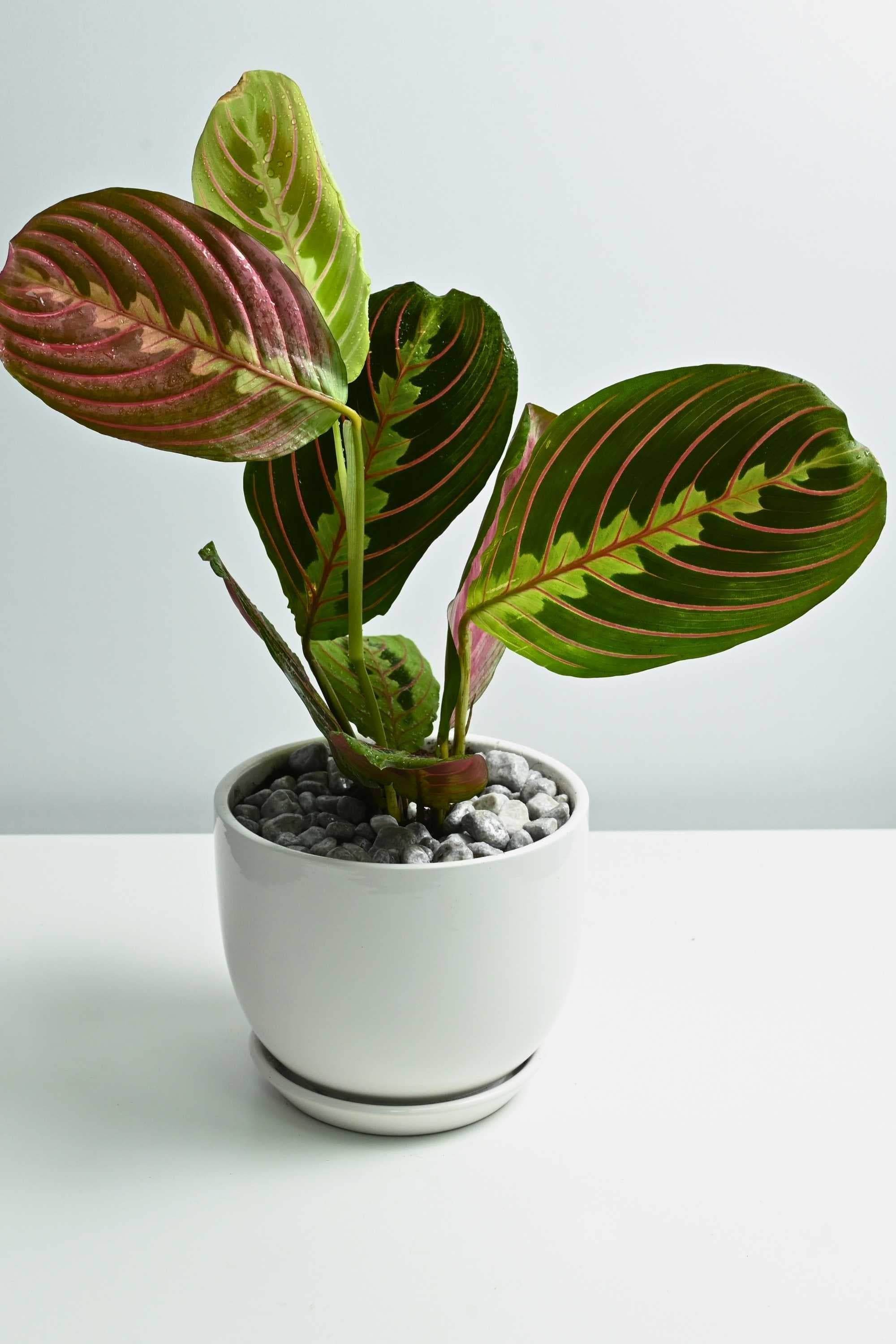 Indoor Plant White Ceramic Pot Maranta Leuconeura Maranta Leuconeura