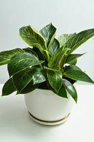 Indoor Plant White Ceramic Pot / Medium 20-30 cms Philodendron 'Birkin' Philodendron 'Birkin'
