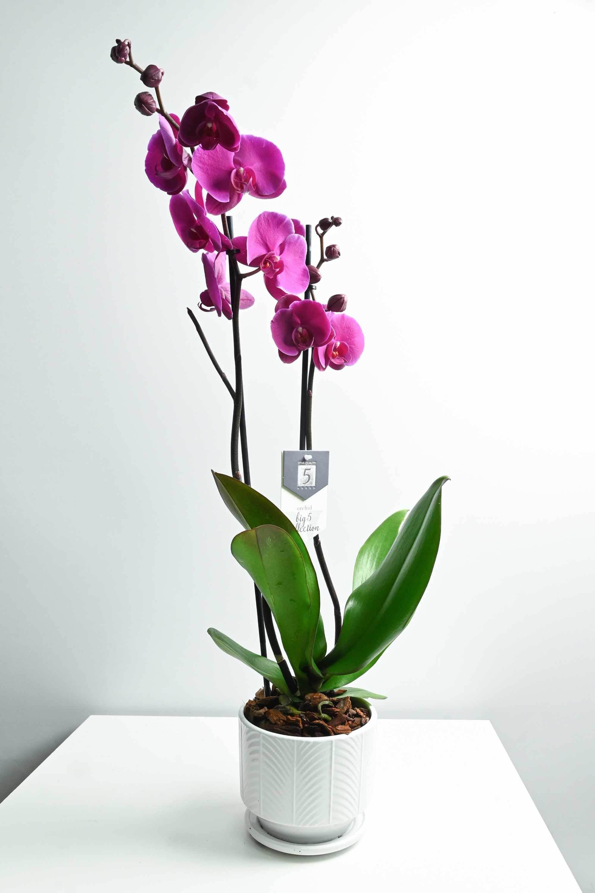 Indoor Plant White Ceramic Pot Phalaenopsis Purple- 2 Stem - Holland Orchid Phalaenopsis Purple - 2 Stem - Holland Orchid