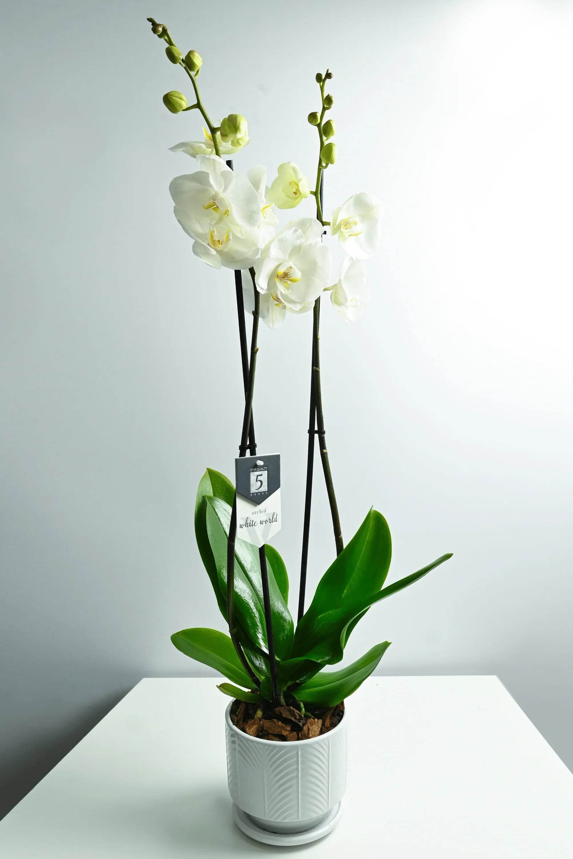 Indoor Plant White Ceramic Pot Phalaenopsis White - 2 Stem - Holland Orchid Phalaenopsis White - 2 Stem - Holland Orchid